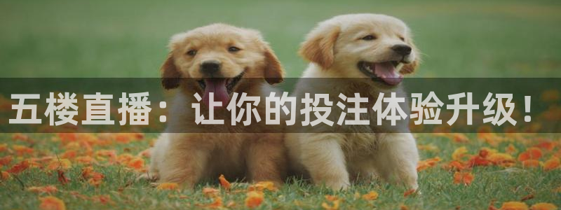 柠檬视频直播：五楼直播：让你的投注体验升级！